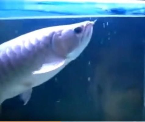 金龍魚的缸一般要多大的水?。ń瘕堲~的缸一般要200升以上的水）