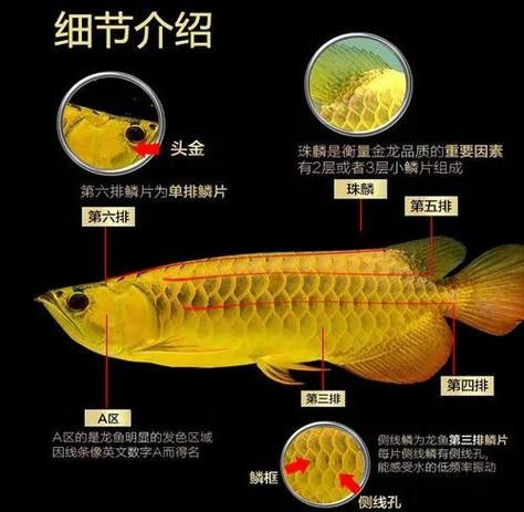 如何控制金龍魚的食量？