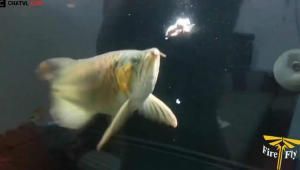 金龍魚的幼崽：金龍魚幼崽在飼養過程中有一些特殊的注意事項