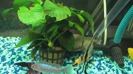 龍魚虎魚飛鳳豬鼻龜飛鳳寓意：飛鳳魚在風水學中代表著朱雀，作為一種神鳥，后世認為其能與人類長生