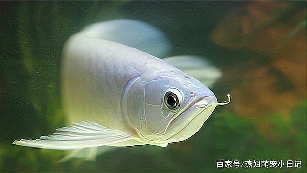 如何判斷龍魚翻鰓是否好轉(zhuǎn)？