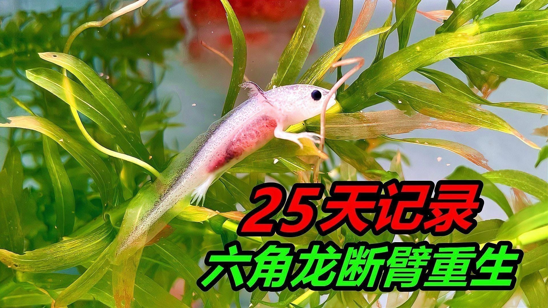 恐龍魚白膜如何預防