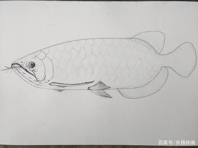 龍魚是什么樣的圖片簡筆畫可愛