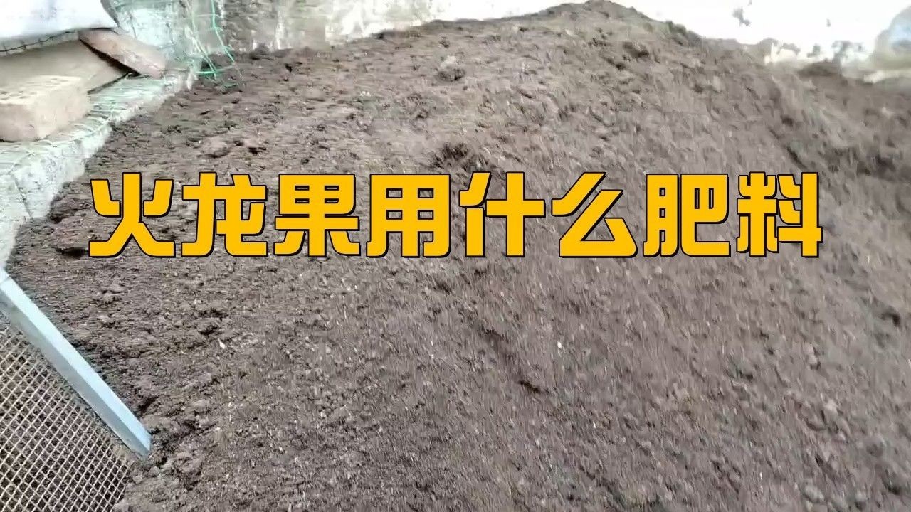 紅龍盆栽需要哪些肥料？