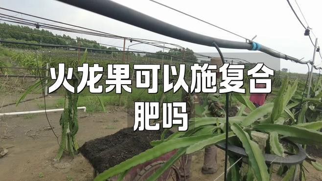紅龍盆栽需要哪些肥料？