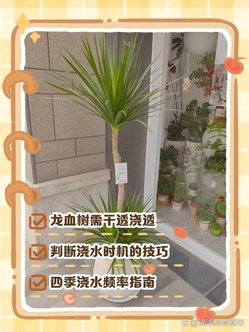 紅龍盆栽需要哪些肥料？