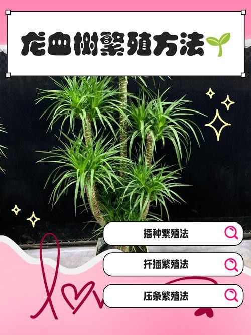 紅龍盆栽需要哪些肥料？