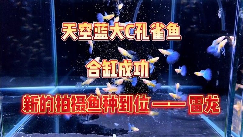 雷龍魚可以和孔雀一起養嗎？ 雷龍魚可以和孔雀一起養嗎？ 龍魚百科 第4張