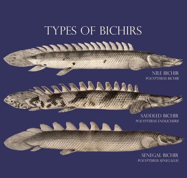 可利巴恐龍魚有幾個背鰭