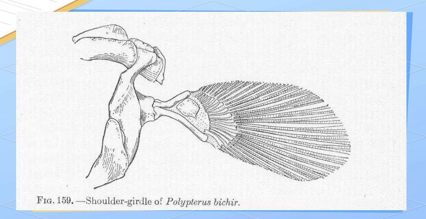 可利巴恐龍魚有幾個背鰭