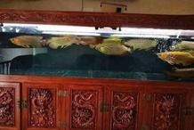 龍魚可以和草金混養(yǎng)嗎