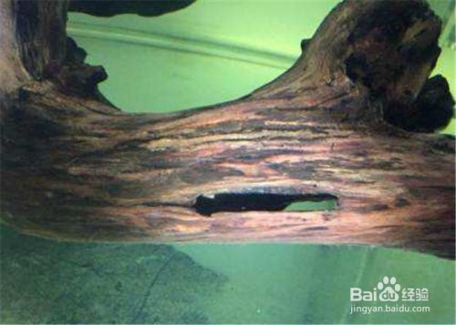 龍魚和飛鳳魚一起養合適嗎：龍魚與飛鳳魚，水族界的雙驕 龍魚和飛鳳魚一起養合適嗎：龍魚與飛鳳魚，水族界的雙驕 龍魚百科 第2張