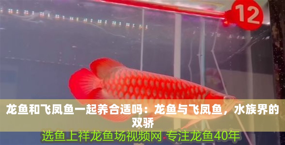 龍魚和飛鳳魚一起養合適嗎：龍魚與飛鳳魚，水族界的雙驕 龍魚和飛鳳魚一起養合適嗎：龍魚與飛鳳魚，水族界的雙驕 龍魚百科 第1張