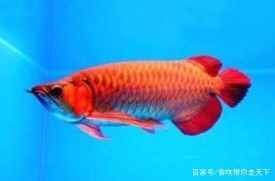 養紅龍魚有什么寓意：紅龍魚在中國文化中被視為吉祥生物，具有招運進寶的美好寓意