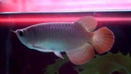 泗水紅龍魚品質怎么樣啊：泗水紅龍魚是一種高品質的紅龍魚品種
