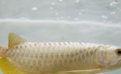 龍魚張嘴呼吸怎么治療:如何治療龍魚張嘴呼吸 龍魚百科 第4張 龍魚張嘴呼吸怎么治療:如何治療龍魚張嘴呼吸 龍魚張嘴呼吸怎么治療:如何治療龍魚張嘴呼吸 龍魚百科 第4張