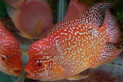 如何調理龍魚狀態好的方法