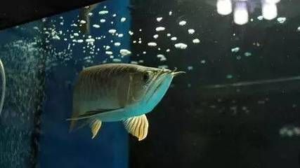 如何調理龍魚狀態好的方法