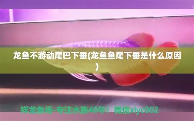 龍魚(yú)趴缸底的最佳治療和魚(yú)尾下垂是什么原因造成的（如何判斷龍魚(yú)趴缸底的問(wèn)題）