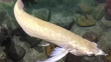 龍魚(yú)趴缸底的最佳治療和魚(yú)尾下垂是什么原因造成的（如何判斷龍魚(yú)趴缸底的問(wèn)題）