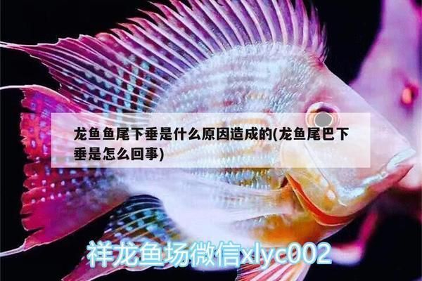 龍魚趴缸底的最佳治療和魚尾下垂是什么原因造成的（如何判斷龍魚趴缸底的問題）