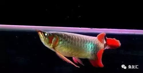 龍魚后三鰭如何變大