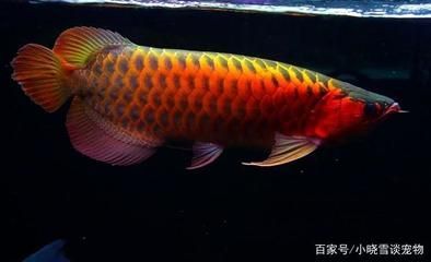 紅龍魚(yú)鱗片什么形狀的好（紅龍魚(yú)的形態(tài)特征及發(fā)色要點(diǎn)）