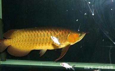 紅龍魚(yú)鱗片什么形狀的好（紅龍魚(yú)的形態(tài)特征及發(fā)色要點(diǎn)）