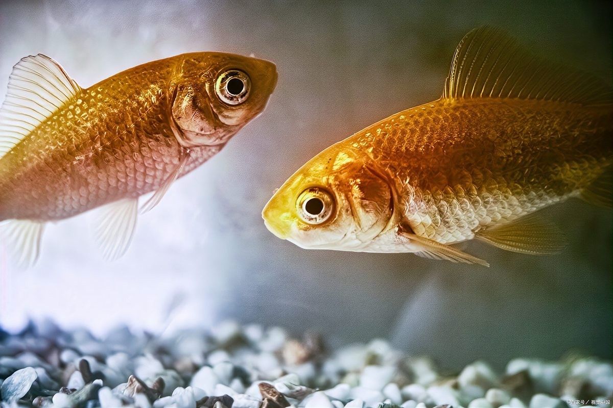 龍魚能認出主人的聲音嗎？