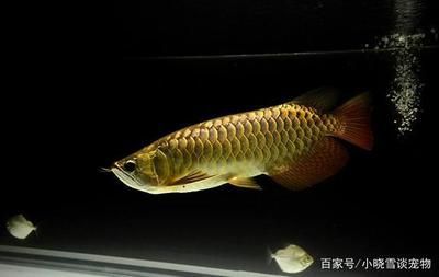 金龍魚(yú)的外觀：水族箱中的寵兒金龍魚(yú)與銀龍魚(yú)區(qū)別，金龍魚(yú)與銀龍魚(yú)區(qū)別