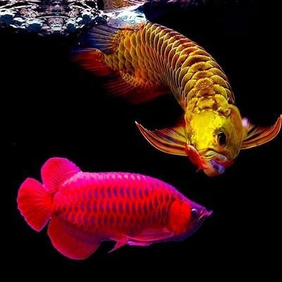 金龍魚特征金龍魚品種介紹金龍魚品種介紹：金龍魚是一種美麗的觀賞魚