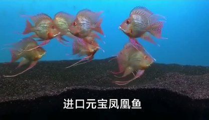 祥龍魚場官方微信公眾號（祥龍魚場官方微信公眾號獲取最前沿的信息和服務）