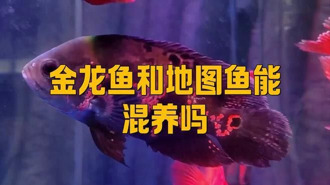 地圖能和龍魚混養嗎