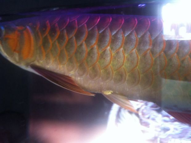 龍魚觀賞魚價(jià)格阿里巴巴-05-05-05-05-12]：龍魚價(jià)格多少錢一條