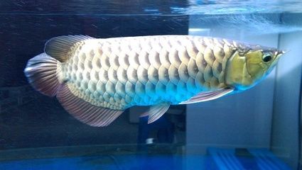 龍魚觀賞魚價(jià)格阿里巴巴-05-05-05-05-12]：龍魚價(jià)格多少錢一條