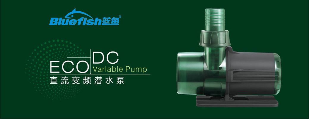 紅龍魚大概多少公分才開始發(fā)色呢：紅龍魚發(fā)色的年齡