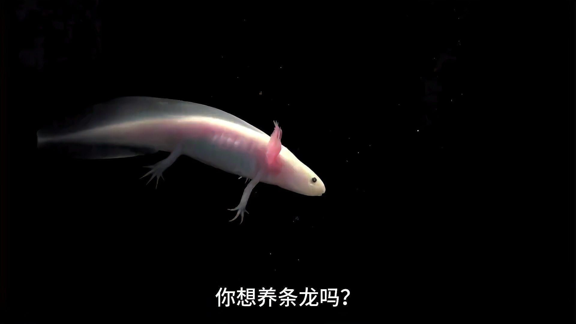 龍螈魚