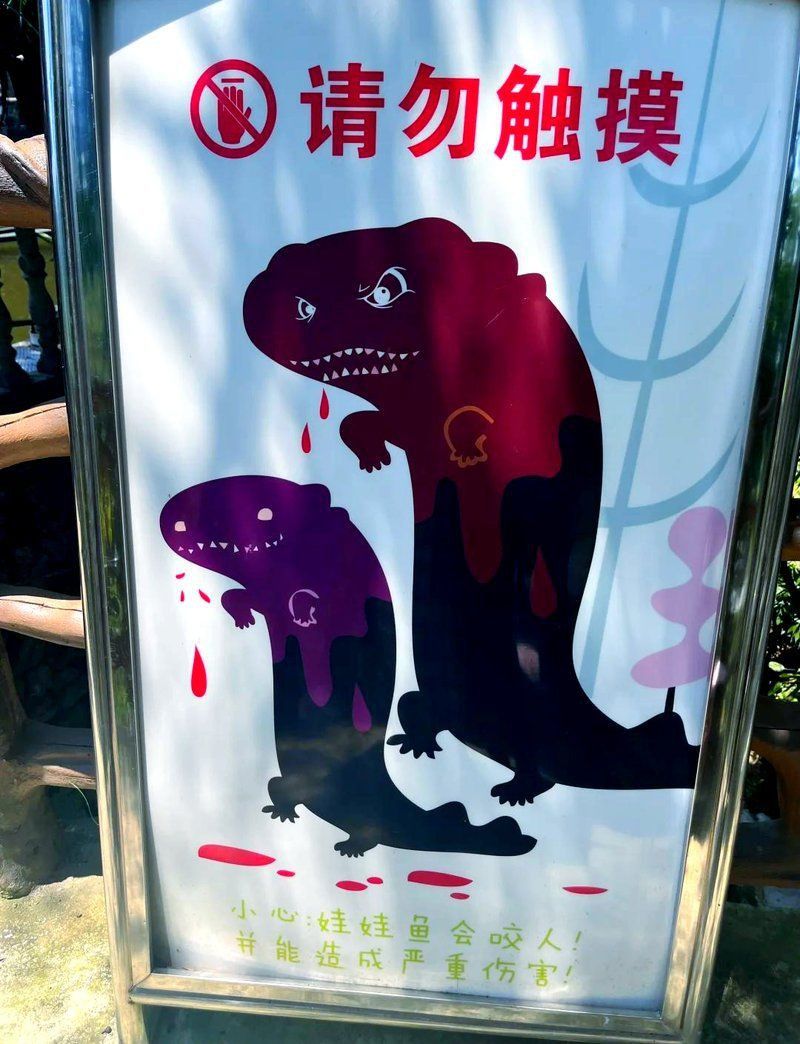 龍螈魚