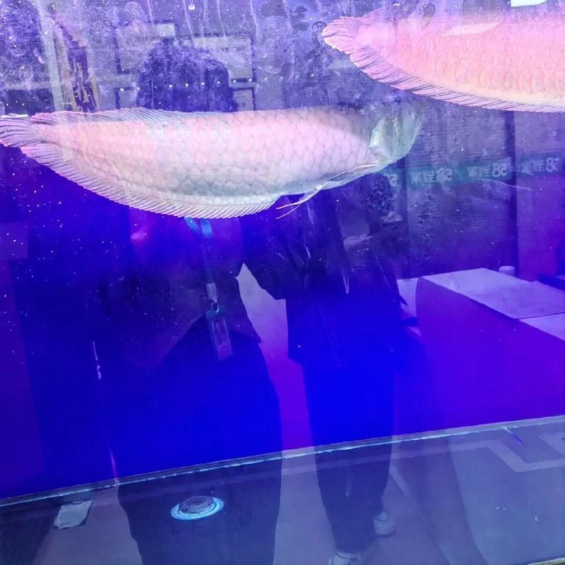 銀龍魚魚缸造景圖