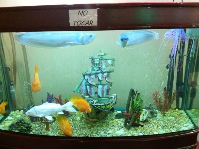 銀龍魚魚缸造景圖