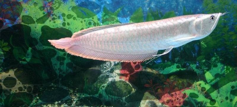 銀龍魚魚缸造景圖