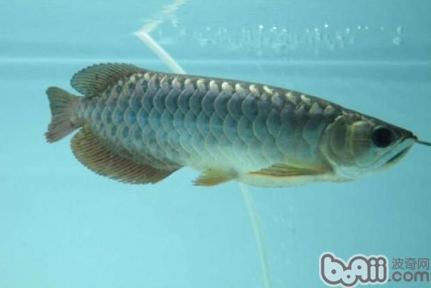 龍魚狀態好,不吃食怎么辦呢：如何處理龍魚不吃食的問題