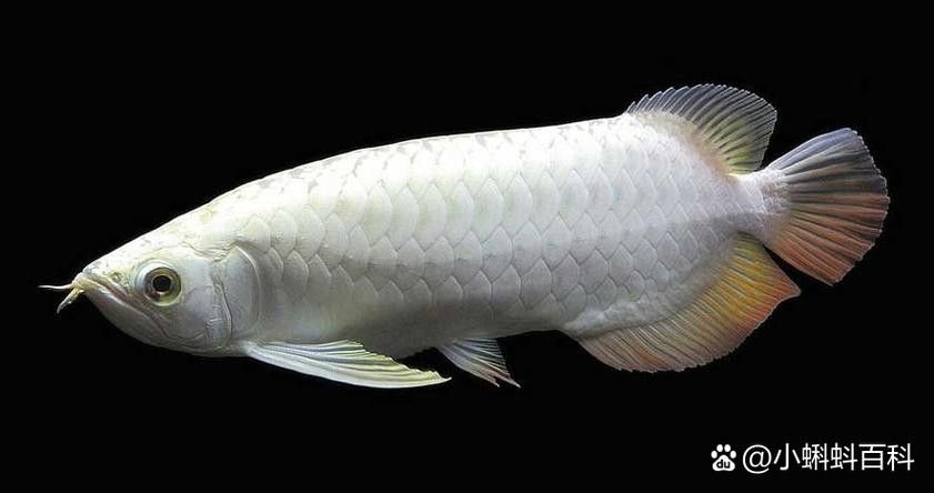 銀龍魚和白化龍魚的區別圖片