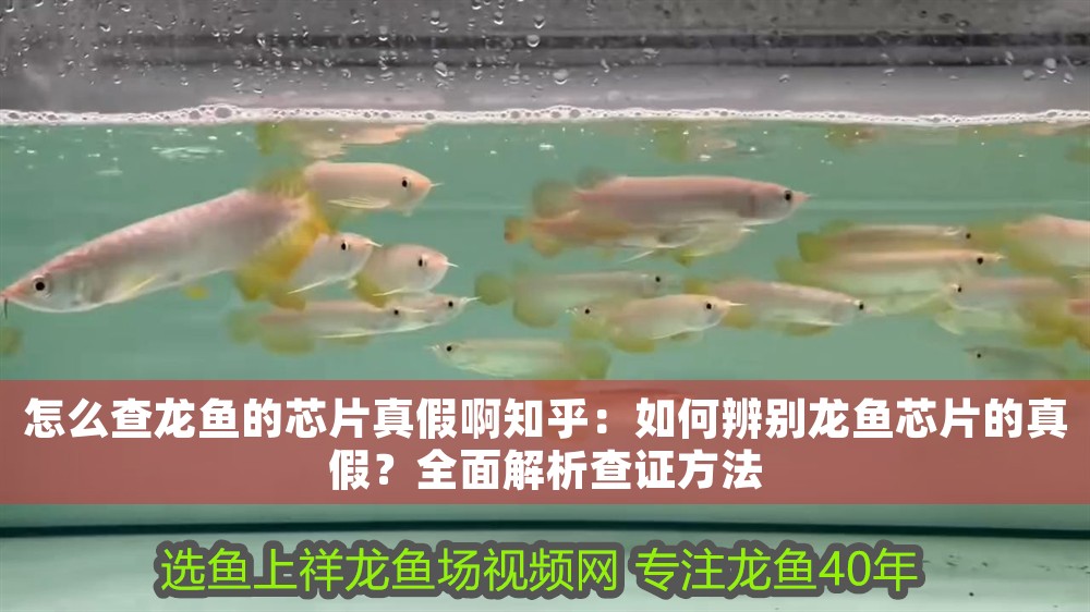 怎么查龍魚的芯片真假啊知乎：如何辨別龍魚芯片的真假？全面解析查證方法