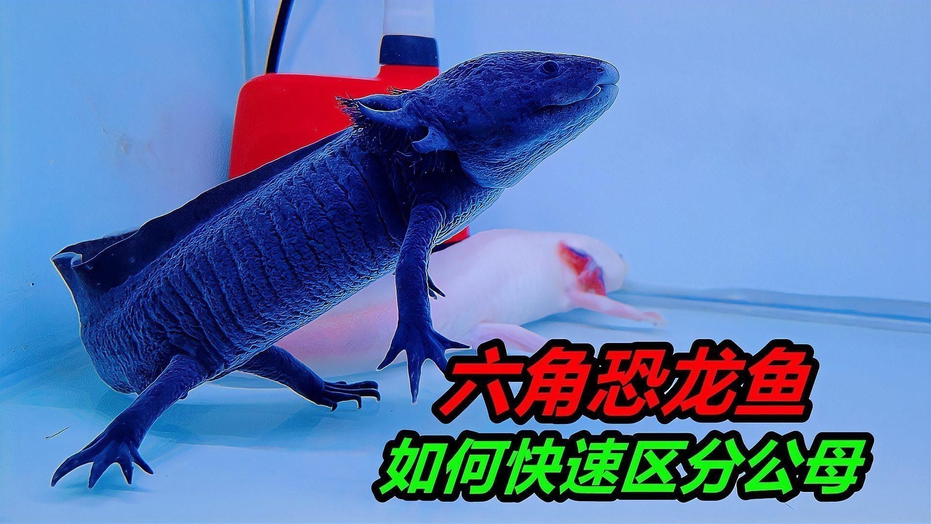 最小恐龍魚長什么樣子