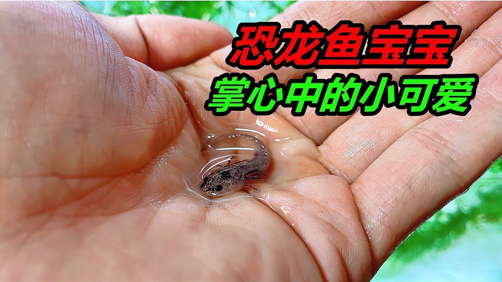 最小恐龍魚長什么樣子