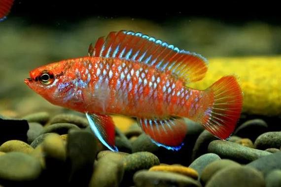 最小恐龍魚長什么樣子