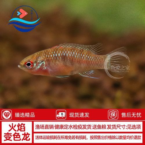 最小恐龍魚長什么樣子