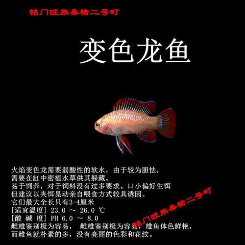 最小恐龍魚長什么樣子