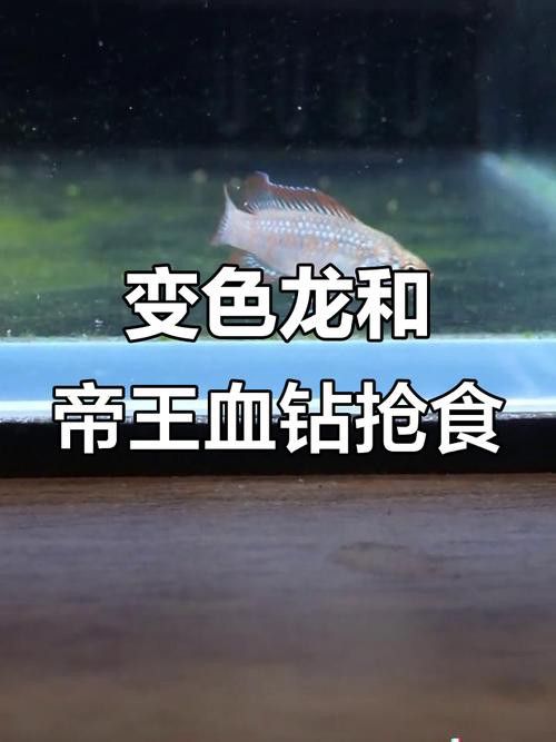 最小恐龍魚長什么樣子